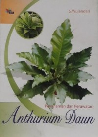 Penanaman dan Perawatan Anthurium Daun